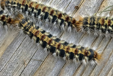 🐛 [CHENILLES PROCESSIO...