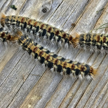 🐛 [CHENILLES PROCESSIO...