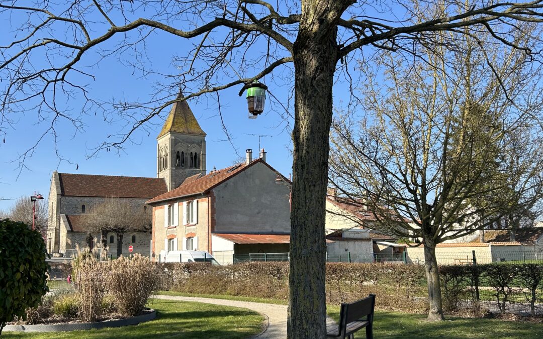 🐝[FRELONS ASIATIQUES] ...